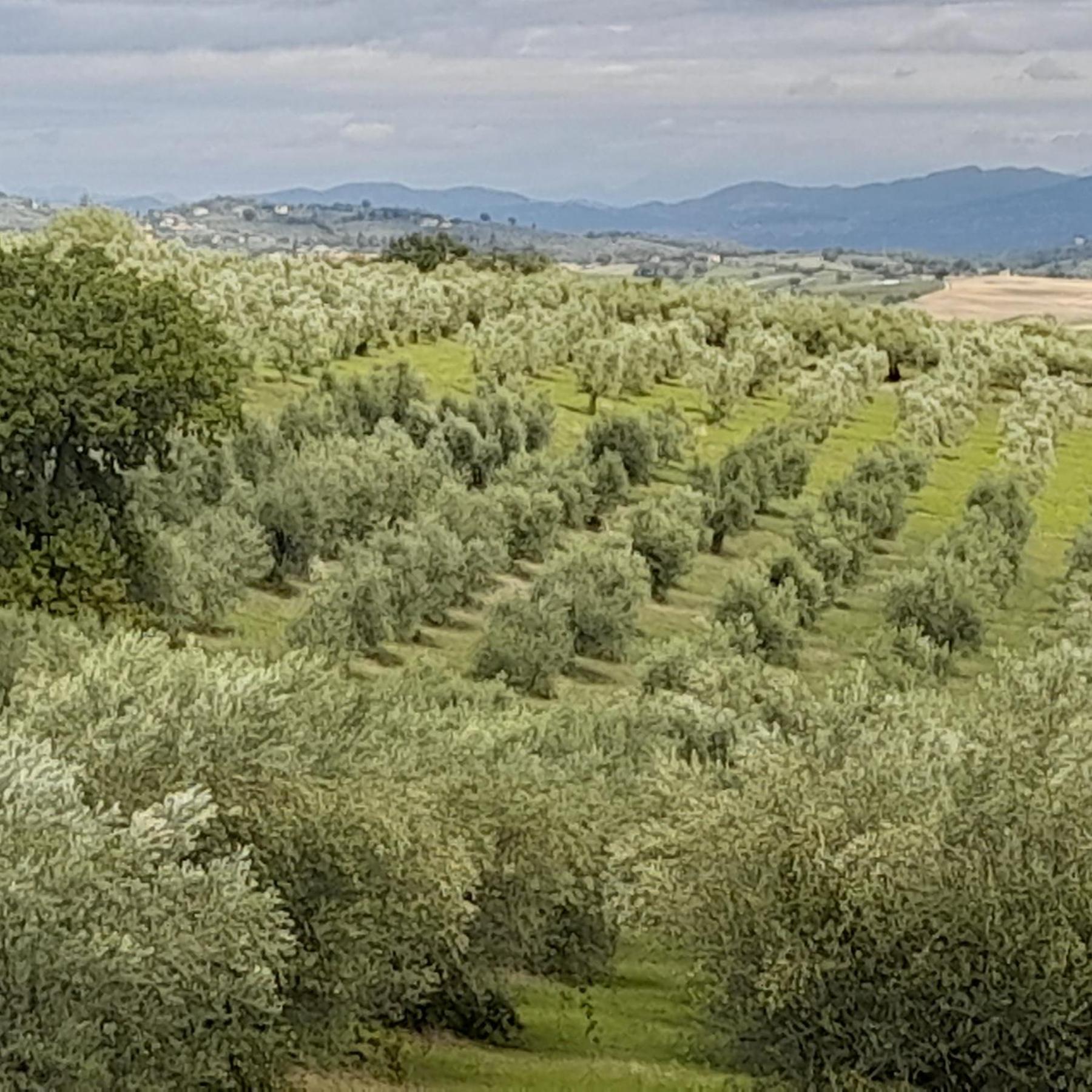 Tenuta San Felice Giano dell'Umbria Екстер'єр фото