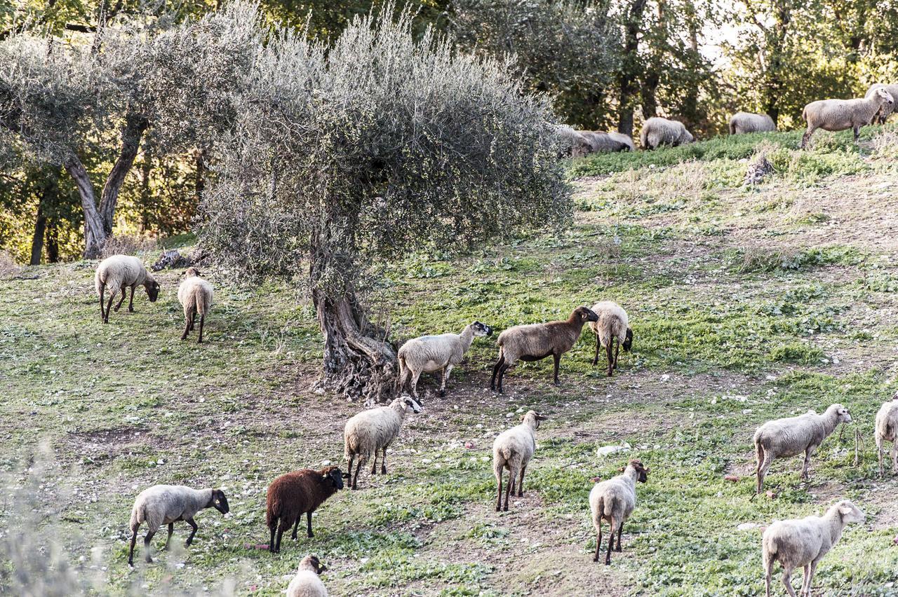 Tenuta San Felice Giano dell'Umbria Екстер'єр фото